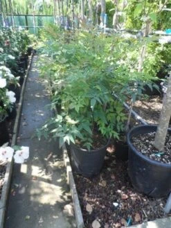 Hemelse Bamboe (Nandina Domestica) -Planten Verkoopwinkel nandina domestica 60 80 c15 18