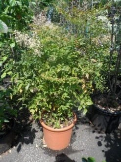 Hemelse Bamboe (Nandina Domestica) -Planten Verkoopwinkel nandina domestica 80 100 c25 1