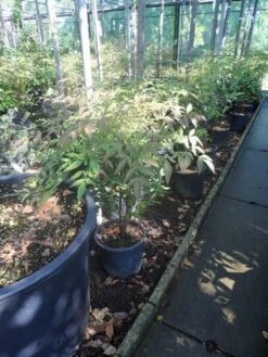 Hemelse Bamboe (Nandina Domestica) -Planten Verkoopwinkel nandina domestica c5