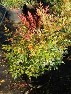 Hemelse Bamboe (Nandina Domestica 'Gulf Stream') -Planten Verkoopwinkel nandina gulf stream 5