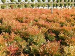 Hemelse Bamboe (Nandina Domestica 'Gulf Stream') -Planten Verkoopwinkel nandina gulf stream 7