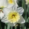 Narcis (Narcissus 'Ice Follies') -Planten Verkoopwinkel narcissus icefollies 3 1