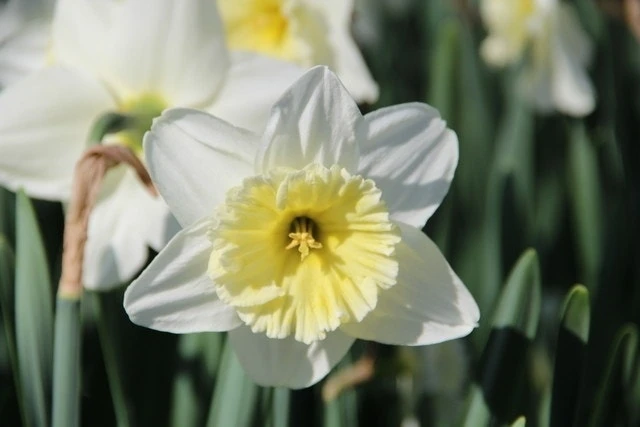 Narcis (Narcissus 'Ice Follies') 1 Narcis (Narcissus 'Ice Follies')