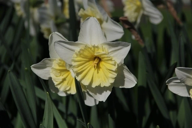 Narcis (Narcissus 'Ice Follies') 2 Narcis (Narcissus 'Ice Follies') - Afbeelding 2