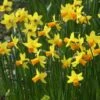 Narcis (Narcissus 'Jetfire') -Planten Verkoopwinkel narcissus jetfire 5 1