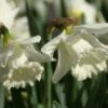 Narcis (Narcissus 'Mount Hood') -Planten Verkoopwinkel narcissus mounthood