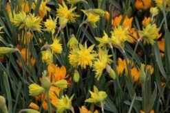 Narcis (Narcissus 'Rip Van Winkle') -Planten Verkoopwinkel narcissus ripvanwinkle 6 1
