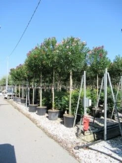Oleander Als Boom (Nerium Oleander) -Planten Verkoopwinkel nerium 1