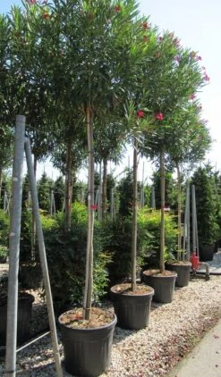 Oleander Als Boom (Nerium Oleander) -Planten Verkoopwinkel nerium 10 12 1