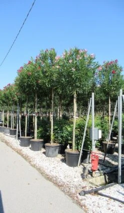 Oleander Als Boom (Nerium Oleander) -Planten Verkoopwinkel nerium 10 12 2 1