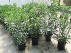 Roze Oleander (Nerium Oleander) -Planten Verkoopwinkel nerium 60 80