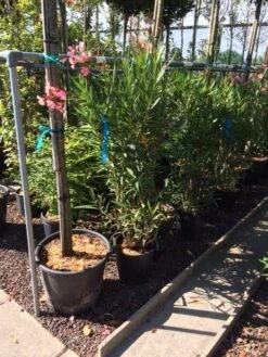 Roze Oleander (Nerium Oleander) -Planten Verkoopwinkel nerium oleander c20