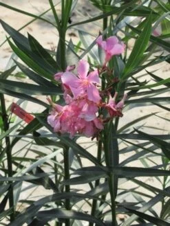 Roze Oleander (Nerium Oleander) -Planten Verkoopwinkel nerium roze 1