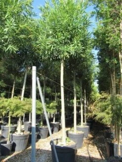 Oleander Als Boom (Nerium Oleander) -Planten Verkoopwinkel nerium stam 1