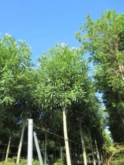 Oleander Als Boom (Nerium Oleander) -Planten Verkoopwinkel nerium stam 2