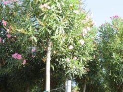 Oleander Als Boom (Nerium Oleander) -Planten Verkoopwinkel nerium stam 3 1