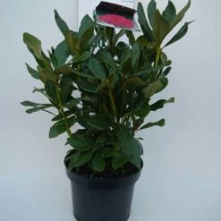 Rhododendron (Rhododendron 'Nova Zembla') -Planten Verkoopwinkel nova zembla c5 voor 1