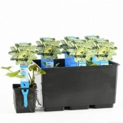 Gele Plomp (Nuphar Lutea) -Planten Verkoopwinkel nuphar lutea 20170630103032