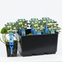 Gele Plomp (Nuphar Lutea) -Planten Verkoopwinkel nuphar lutea variegata 20180404193138