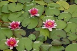 Waterlelie (Nymphaea 'Attraction') -Planten Verkoopwinkel nymphaea attraction 2