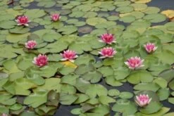 Waterlelie (Nymphaea 'Attraction') -Planten Verkoopwinkel nymphaea attraction 3