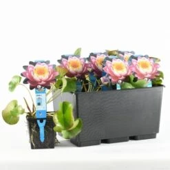 Waterlelie Fabiola (Nymphea 'Fabiola') -Planten Verkoopwinkel nymphaea fabiola 20170629101935