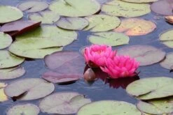 Waterlelie (Nymphaea 'James Brydon') -Planten Verkoopwinkel nymphaea james brydon 1