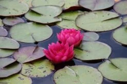 Waterlelie (Nymphaea 'James Brydon') -Planten Verkoopwinkel nymphaea james brydon 3