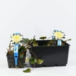 Waterlelie (Nymphaea 'Marliacea Chromatella') -Planten Verkoopwinkel nymphaea marl. chromatella 3l. 20180409115712