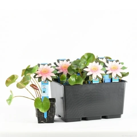 Waterlelie (Nymphaea 'Marliacea Carnea') 2 Waterlelie (Nymphaea 'Marliacea Carnea') - Afbeelding 2