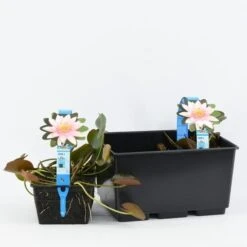 Waterlelie (Nymphaea 'Marliacea Carnea') 5 Waterlelie (Nymphaea 'Marliacea Carnea') -Planten Verkoopwinkel nymphaea marliacea carnea 3l 20180409120016