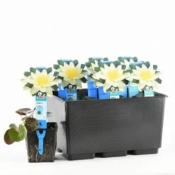 Waterlelie (Nymphaea 'Pygmaea Helvola') -Planten Verkoopwinkel nymphaea pygmaea helvola 20170630103528