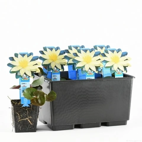 Waterlelie (Nymphaea 'Sulphurea') 3 Waterlelie (Nymphaea 'Sulphurea') - Afbeelding 3