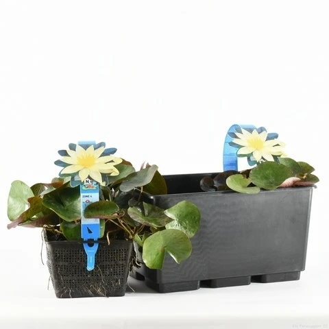 Waterlelie (Nymphaea 'Sulphurea') 2 Waterlelie (Nymphaea 'Sulphurea') - Afbeelding 2