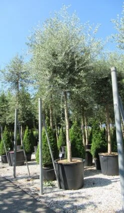 Olijfboom (Olea Europaea ) -Planten Verkoopwinkel olea 1