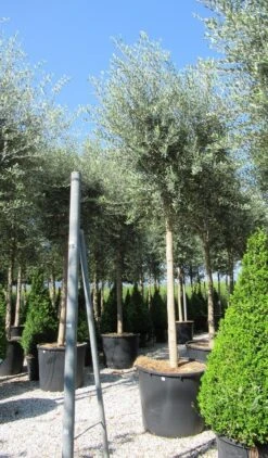 Olijfboom (Olea Europaea ) -Planten Verkoopwinkel olea 2
