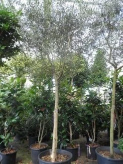 Olijfboom (Olea Europaea ) -Planten Verkoopwinkel olea europaea 18 20ho c150