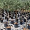 Olijf Als Halfstam (Olea Europaea 'leccino') -Planten Verkoopwinkel olea europaea leccino halfstam 1 1
