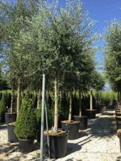 Olijfboom (Olea Europaea ) -Planten Verkoopwinkel olea europea 25 30