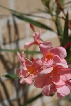 Roze Oleander (Nerium Oleander) -Planten Verkoopwinkel oleander 5 1