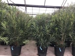 Smalbladige Oleander (Nerium Oleander 'Papa Gambetta') -Planten Verkoopwinkel oleanderpapagambetta 1