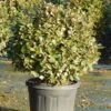 Olijfwilg Als Bol (Elaeagnus Ebbingei 'Compacta') -Planten Verkoopwinkel olijfwilg bollen 6070cm 1 1