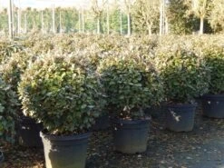 Olijfwilg Als Bol (Elaeagnus Ebbingei 'Compacta') -Planten Verkoopwinkel olijfwilg bollen 6070cm 4 1