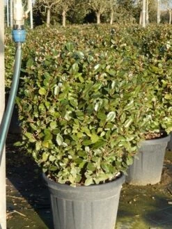 Olijfwilg Als Bol (Elaeagnus Ebbingei 'Compacta') -Planten Verkoopwinkel olijfwilg bollen 6070cm 5
