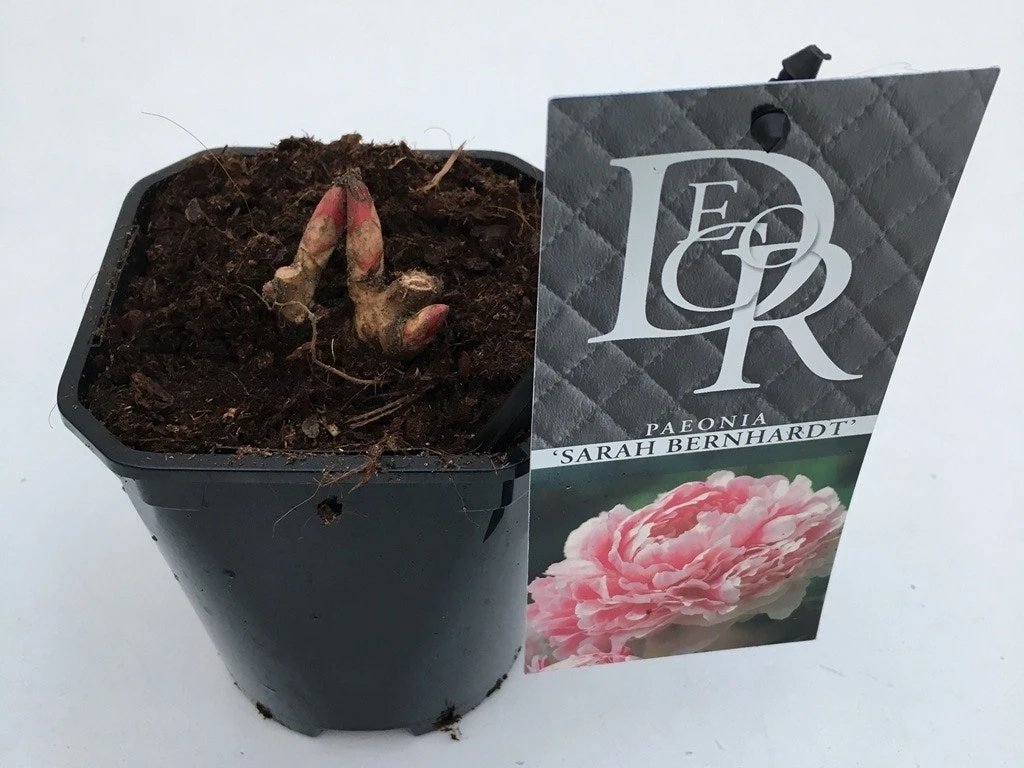 Pioenroos (Paeonia 'Sarah Bernhardt') 5 Pioenroos (Paeonia 'Sarah Bernhardt') - Afbeelding 5