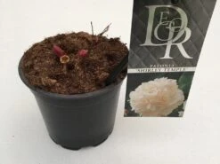 Pioenroos (Paeonia Lactiflora 'Shirley Temple') -Planten Verkoopwinkel paeonia shirley temple p12