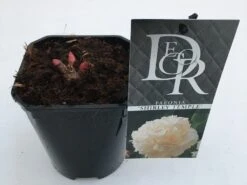 Pioenroos (Paeonia Lactiflora 'Shirley Temple') -Planten Verkoopwinkel paeonia shirley temple v1