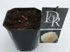 Pioenroos (Paeonia Lactiflora 'Shirley Temple') -Planten Verkoopwinkel paeonia shirley temple v2