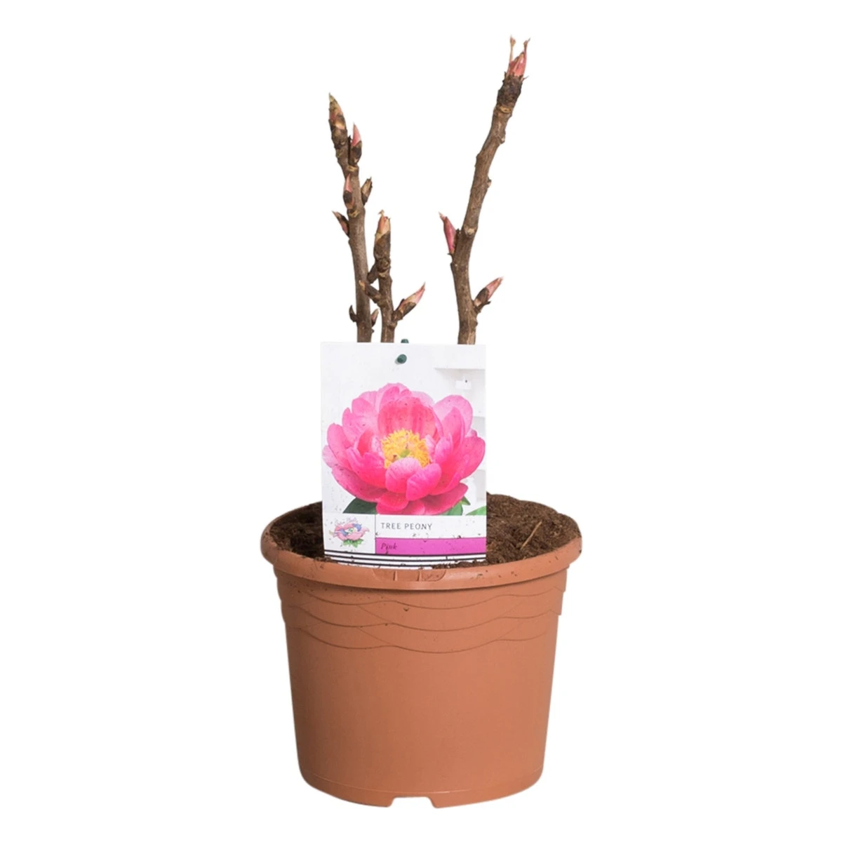 Roze Boompioen (Paeonia Suffruticosa) 2 Roze Boompioen (Paeonia Suffruticosa) - Afbeelding 2