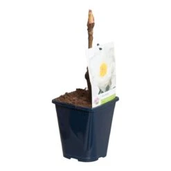 Witte Boompioen (Paeonia Suffruticosa) -Planten Verkoopwinkel paeonia suff. wit p11 2 1